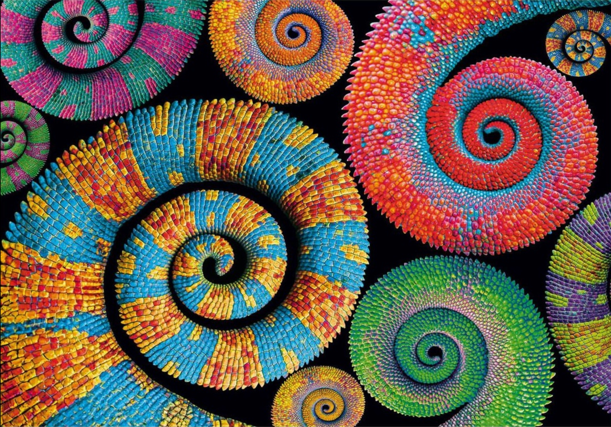 Colorboom: Curly Tails | 500 Piece Puzzle
