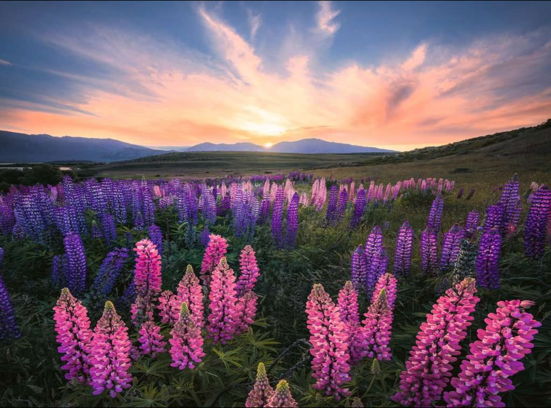 Lupines| 500 Piece Puzzle